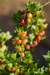 Red Gooseberry