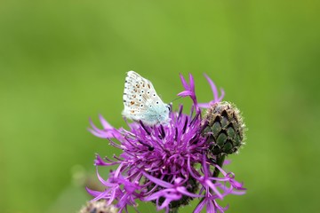 Bläuling auf Wiesen-Flockenblume