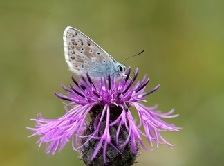 Bläuling auf Wiesen-Flockenblume