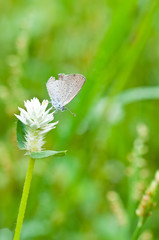 Pale Grass Blue butterfly , bangkok,thailand