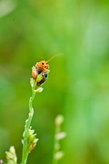 bombardier beetle close up , thailand © suradech
