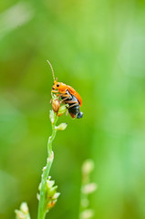 bombardier beetle close up , thailand © suradech