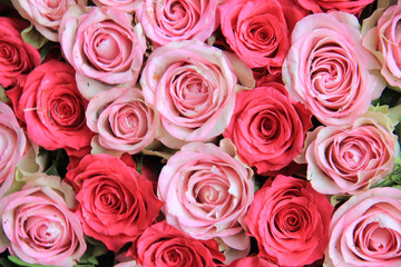 Pink roses
