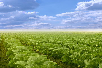 Vegetables growing on a field in summer