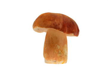 mushroom boletus