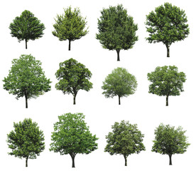 Big set with different trees on white background 