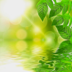 Fototapeta na wymiar Illustration of natural green background