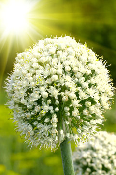 The flower of onion with sun set