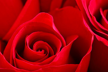 rose close up