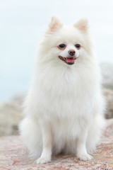 white pomeranian dog