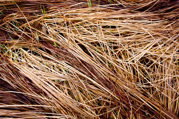 dry grass