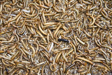 Vers aux marché aux oiseaux et aux insectes - Shanghai China