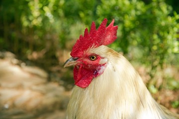 le coq, emblème de la France