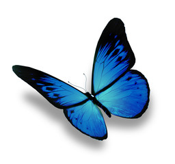 Fototapeta na wymiar Blue butterfly flying, isolated on white background