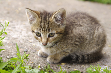 Beautiful little kitten