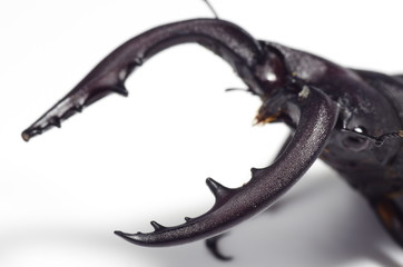 ノコギリクワガタ　‐Prosopocoilus inclinatus‐