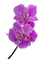 Violet orchid