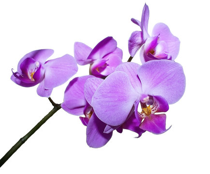 Orchid branch