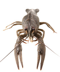 Crayfish, isolated on white background