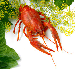 cooked crayfish with fennel and mint