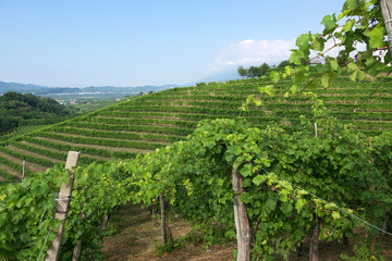 Fototapeta na wymiar Winnice Prosecco Valdobbiadene