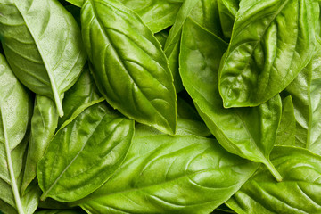 fresh basil leaves