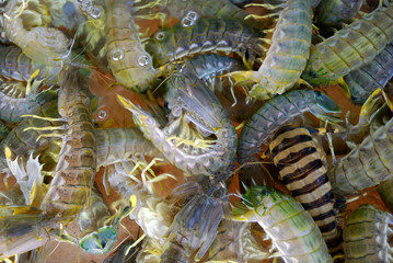 Kuruma prawns, Sai Kung, Hongkong