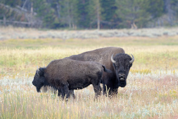 Bull Buffalo sniffing  cow at Yellowstone