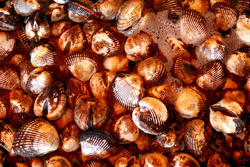 Shells for sale, Sai Kung, Hongkong