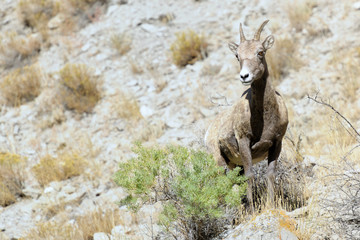 Bighorn Sheep on rocky slope