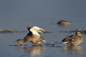 Two femal Mallard Ducks in water