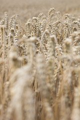 Fototapeta premium Kornfeld