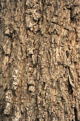 Obraz premium Tree Bark