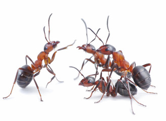 team of ants, meeting