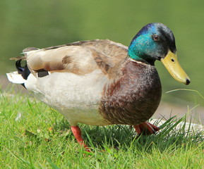 Male mallard duck