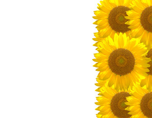 beautiful sunflower on the background
