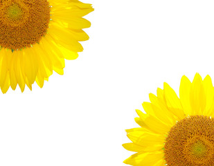 bright beautiful sunflower