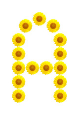 sunflower alphabet A on the white background
