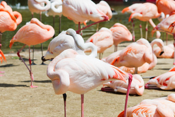 Flamingos in Sonne