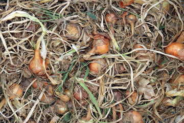 organic onions