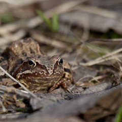 Frog in spring