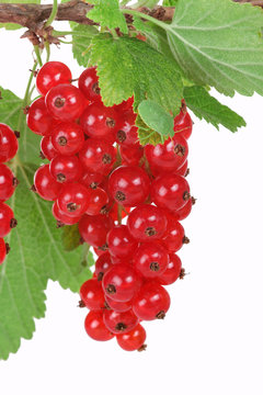 Branch with red currants, rote Johannisbeere