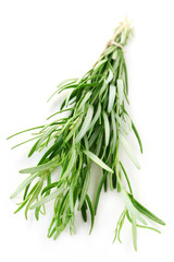 Herb Series - Rosemary