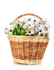 bouquet of beautiful summer flowers in basket, isolated on