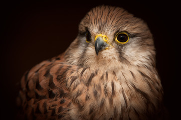Common Kestrel Closeup