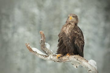 White Tailed Eagle