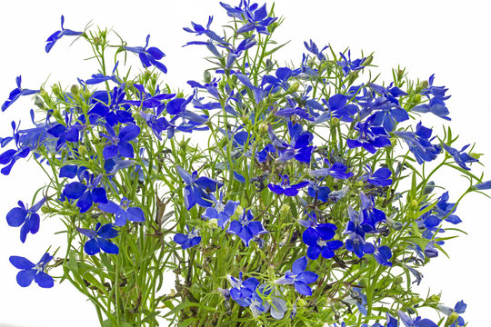 Lobelia Images – Browse 4,887 Stock Photos, Vectors, and Video | Adobe ...