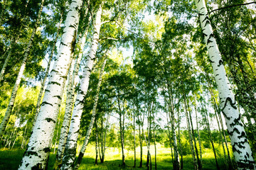 forest birch - 43393952