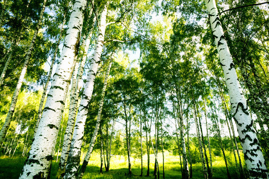 Fototapeta forest birch