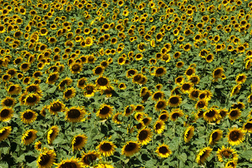 sunflower field